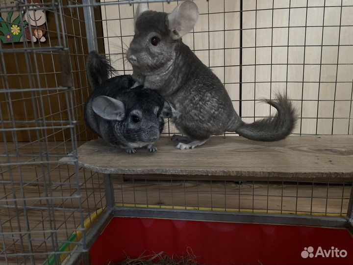Шиншиллы с клеткой