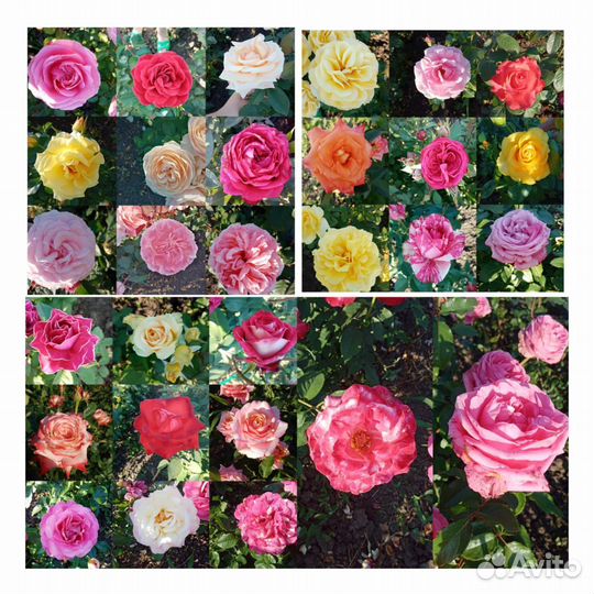 Продаю розы с цветком . Большой ассортимент