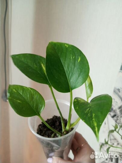 Традесканции, сингониум, сциндапсус