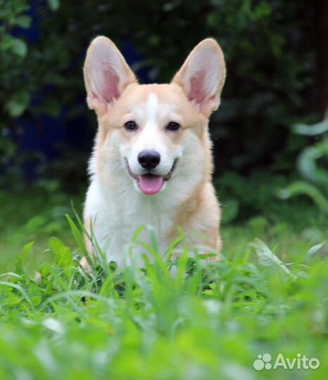 Очаровательный мальчик с хвостиком ждет родителей