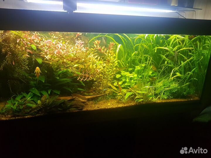 Аквариумные растения, фон