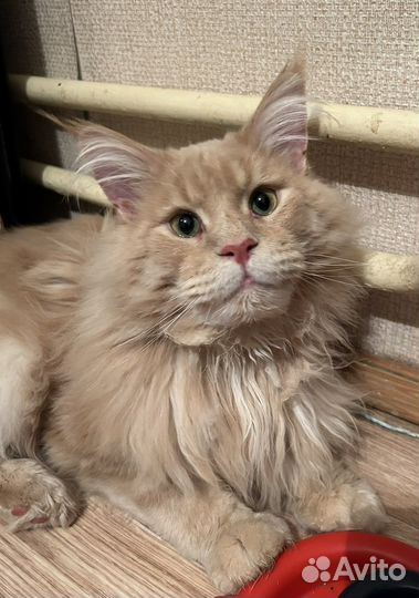 Мейн-кун вязка