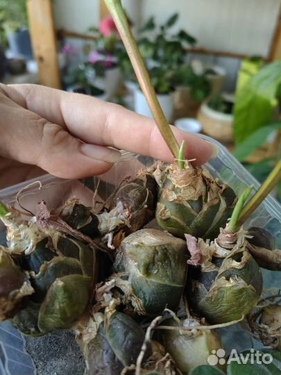 Растения комнатные в дар