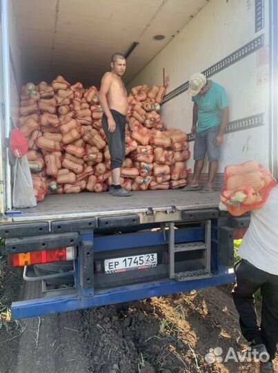 Тыква матильда и батернат