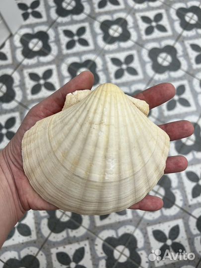 Морские ракушки в коллекцию