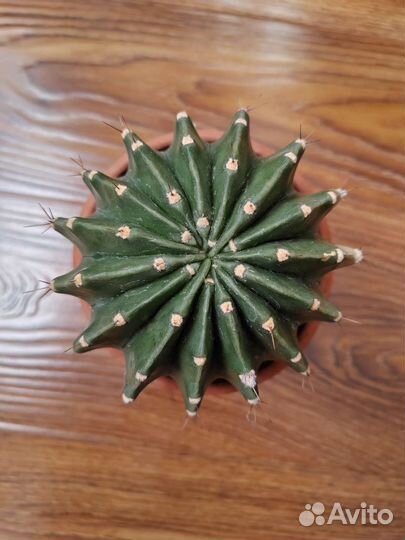 Кактус цветущий с горшком