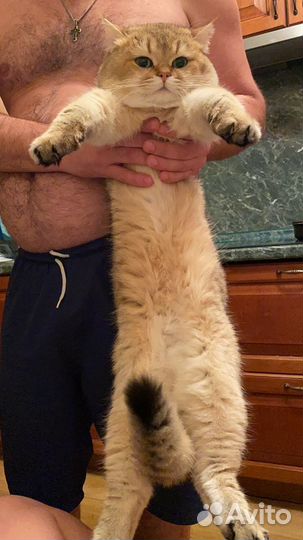 Британский кот вязка