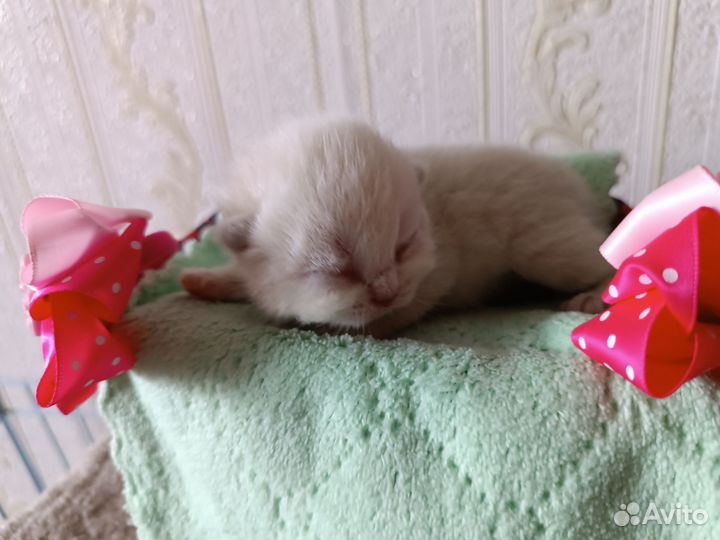 Британские котята