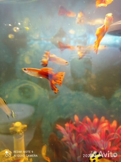 Аквариумные рыбки
