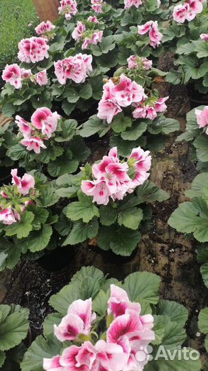 Королевская пеларгония