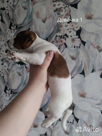 Щенки Джек Рассел Терьер