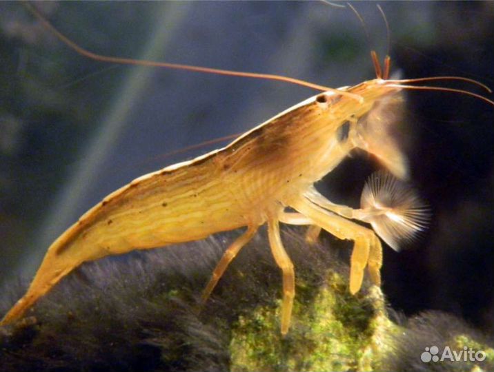 Креветка фильтратор в аквариум