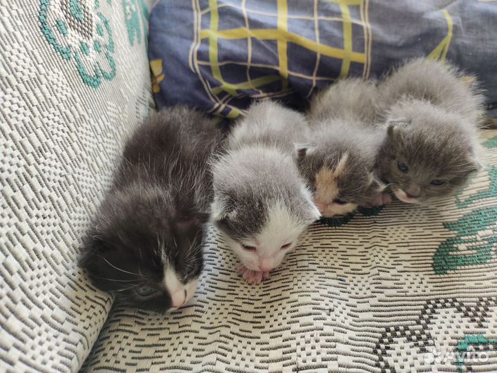 Отдам котят в добрые руки