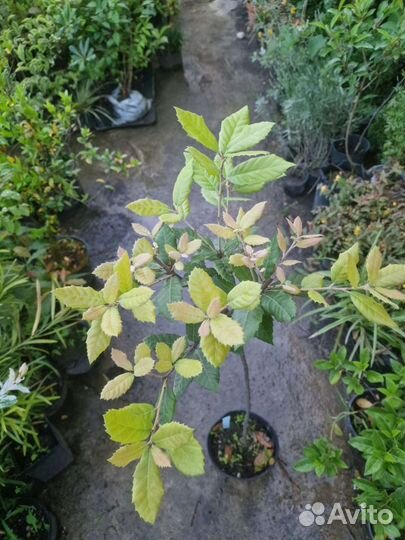 Дуб каменный вечнозеленый