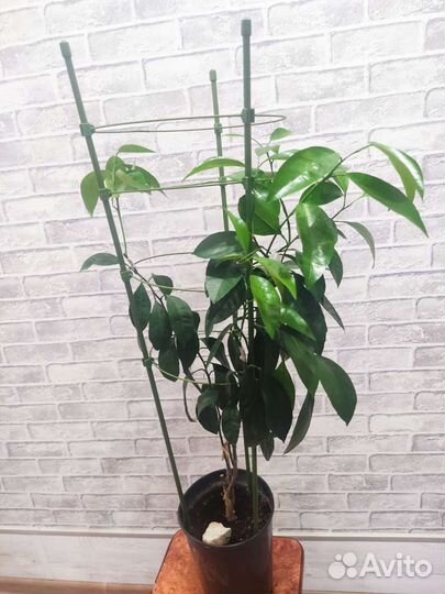 Мандарин Крупноплодный + Мандаринкват Индио