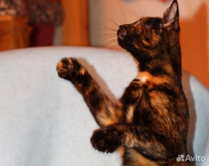 Кошка черепашковая в добрые руки, котенок