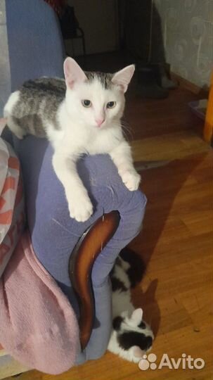 Котёнок в хорошие руки