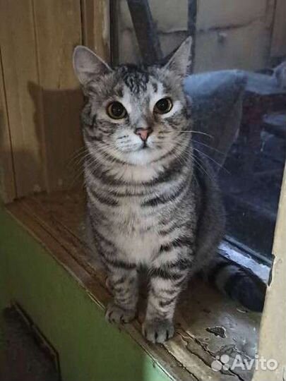 Кот Тиша