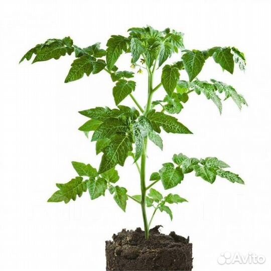 Рассада помидор (более 10 сортов), перца, о