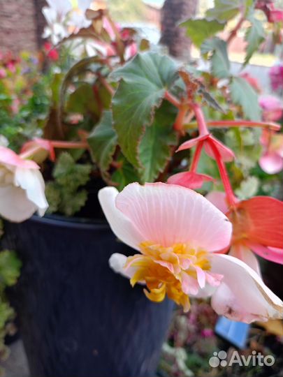 Бегония ампельная