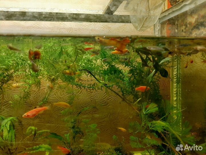 Данио- рерио