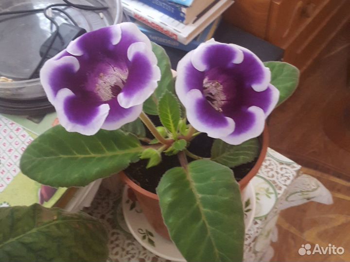 Цвет Глоксиния