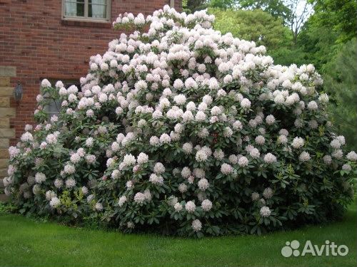 Рододендрон