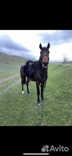 Карачаевский жеребец