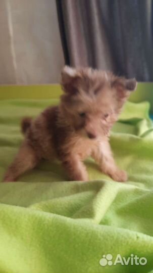 Щенки мини 2.5мес