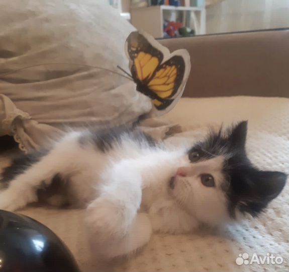 Трогательная крошка котенок Вета 1,5 месяца в дар