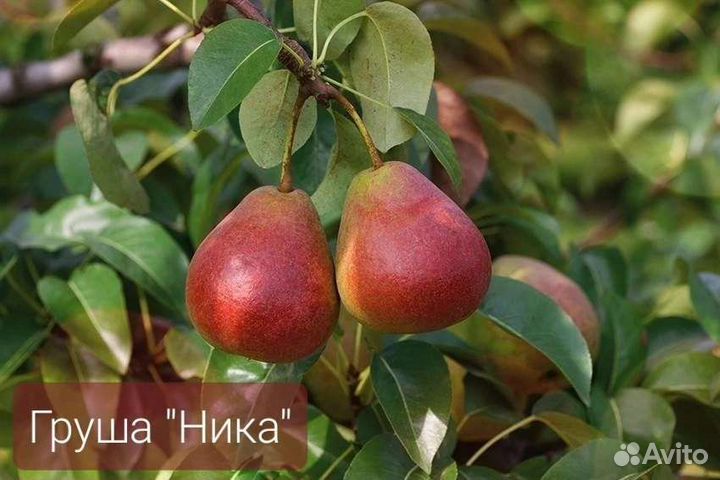 Груша 