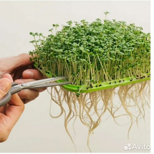 Проращиватель микрозелени