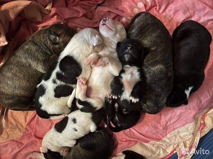 Питбультерьер щенки