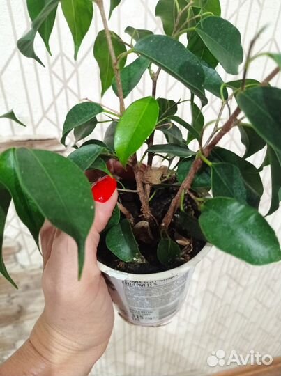 Фикус бенджамина