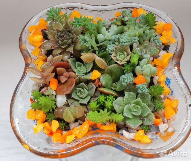 Суккуленты наборы, флорариумы, садики подарочные