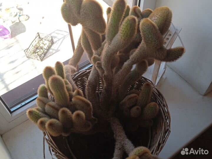 Большой кактус