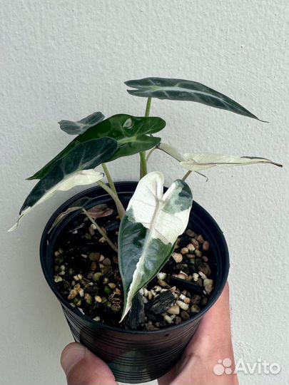 Алоказия бамбино вариегатная