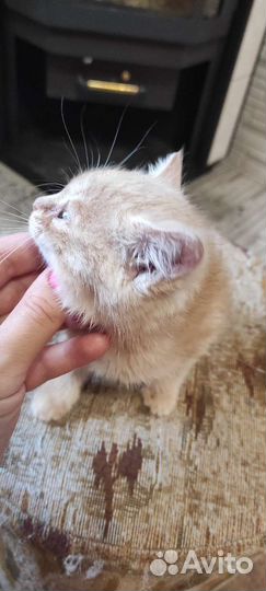 Рыжий котёнок в добрые руки