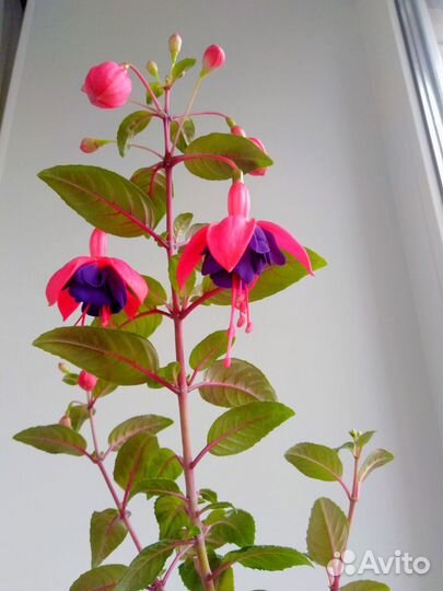 Ростки цветка-Фуксии и (другие цветы)