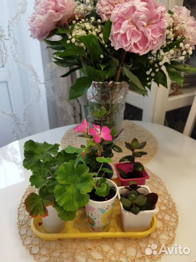 Цветы комнатные Герань,Пеларгония