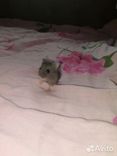 Джунгарский хомяк