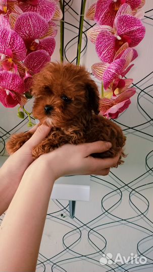 Мальтипу крошка