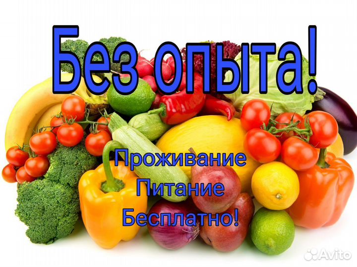 Упаковщик овощи вахта 15/30/45 Волгоград еда жилье