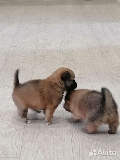 Щенки шпица