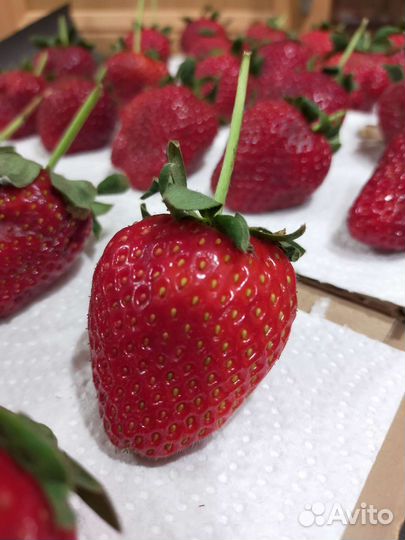 Ягоды в шоколаде