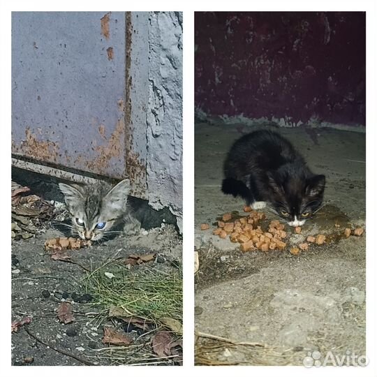 Котята ищут дом