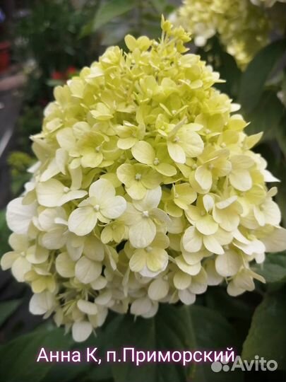 Метельчатые гортензии (пос. Приморский)