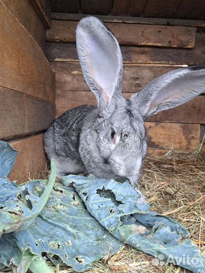Кролики мясных пород