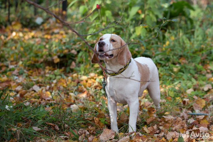 Симба ищет новый дом