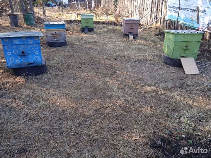Пчелы с ульями